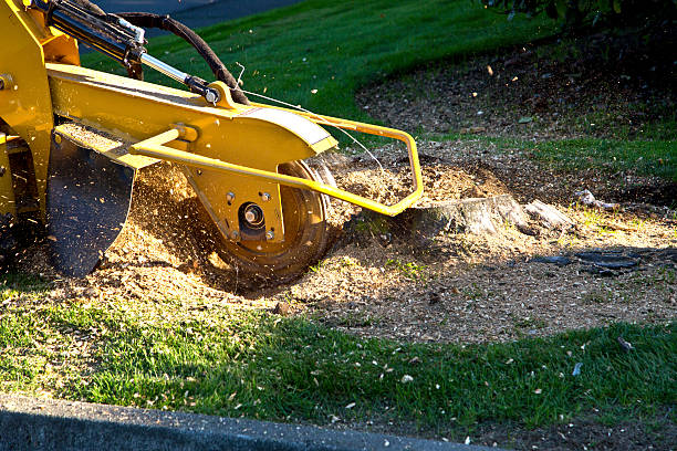  Benjamin, UT Tree Service Pros